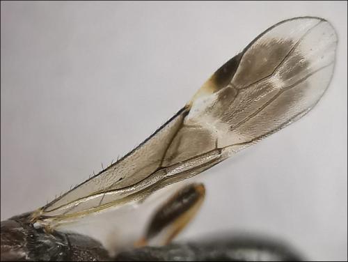 Spathius erythrocephalus